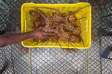 A man unloads freshly caught spiny lobster during the regular season for harvesting  lobster LOS ROQUES  lobster in VENEZUELA.