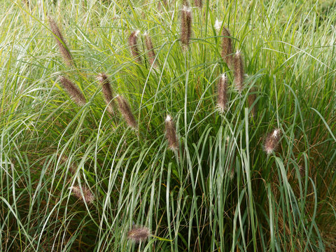 Pennisetum alopecuroides - Japanisches Federborstengras oder Lampenputzergras mit dunkelgr&uuml;nen Laubbl&auml;tter und gelbgr&uuml;ner bis dunkelvioletter &Auml;hrchen oder Rispe an borstig-fedrigen