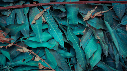 a green leaf scattered about