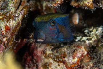 Arabian Boxfish, Ostracion cyanurus closeup