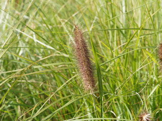 Pennisetum alopecuroides - Japanisches Federborstengras oder Lampenputzergras mit gelbgrüner und dunkelvioletter Detailansicht Rispe