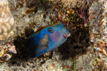 Arabian Boxfish, Ostracion cyanurus closeup