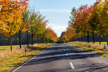 Obraz premium kolorowe drzewa na poboczu drogi