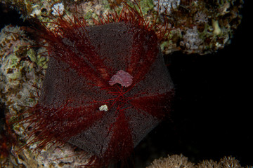Closeup of the purple-grey Collector Urchin (Tripneustes gratilla) on the coral reef of Marsa Alam,...