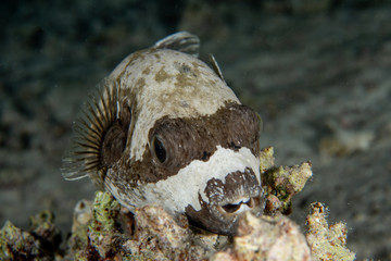 The Masked puffer (Arothron diadematus) closeup in St. John´s Reef, Marsa Alam, Egypt © Krzysztof Bargiel