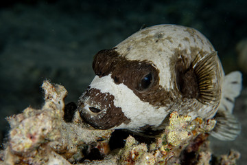 The Masked puffer (Arothron diadematus) closeup in St. John´s Reef, Marsa Alam, Egypt © Krzysztof Bargiel