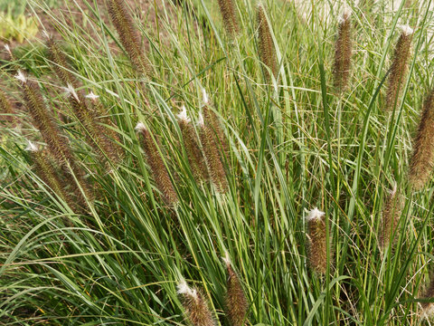(Pennisetum alopecuroides) Japanisches Federborstengras mit Bl&uuml;ten&auml;hren, die optisch an kleine Flaschenb&uuml;rsten oder Fuchsschw&auml;nze erinnern