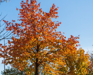 ein Baum mit bunt gefärbter Krone