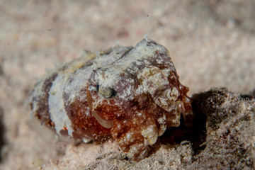 The juvenile pharaoh cuttlefish (Sepia pharaonis), closeup on the bottom of the coral reefs in...