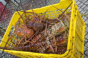 Lobster season CARIBBEAN freshly caught spiny lobster during the regular season for harvesting LOS...