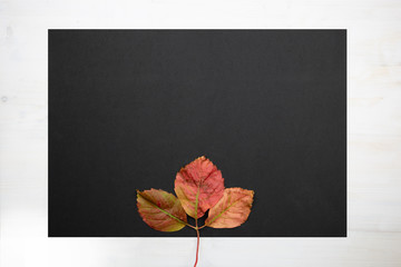 Autumn flat lay copy space: top view of a fallen Virginia creeper (Parthenocissus quinquefolia) leave on black copy space in wooden background