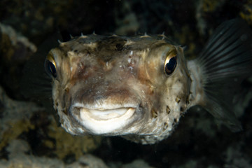 Spot fin porcupinefish, Diodon hystrix closeup