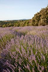Lavender Fields In Provence South Of France
