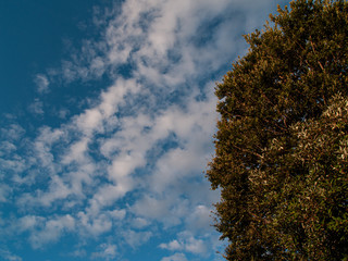 青空と雲と木々