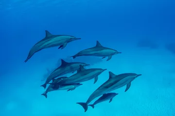 Möbelaufkleber Pod of Spinner Dolphins at Sha'ab Samadai Reef Marsa Alam, Egypt © Krzysztof Bargiel