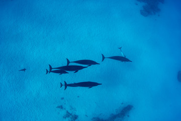 Pod of Spinner Dolphins at Sha'ab Samadai Reef Marsa Alam, Egypt