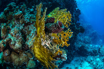 Beautiful and bizarre colonies of branching fire coral (Millepora) in clear blue waters of St. Johns Reef, Marsa Alam, Egypt