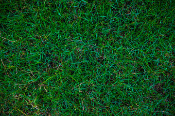 Green nature grass texture decoration background