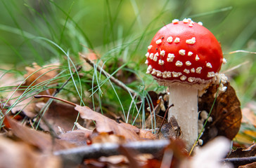 Mushroom in forest , Amanita muscaria , fly agaric or fly amanita on green background