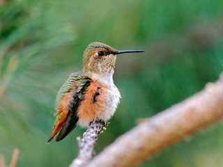 Rufus Hummingbird sitting on twig of pine tree.