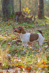 Jack Russell Terrier plays in the autumn forest.