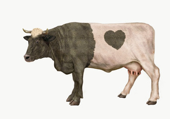 vache laitière  , coeur, animal,  ferme, noir et blanc, de profil, bétail, gazon, agriculture, champ, mollet, lait, prairie, exploitation laitière, noir, alpage, boeuf, bétail, vache laitière, isolé, 