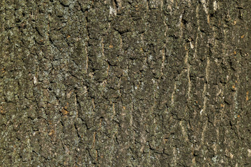 Texture of Old Wood Tree bark for background