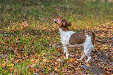 Jack Russell Terrier plays in the autumn forest.