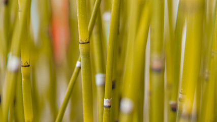 Obraz premium an ornamental plant shaped like bamboo but small in size