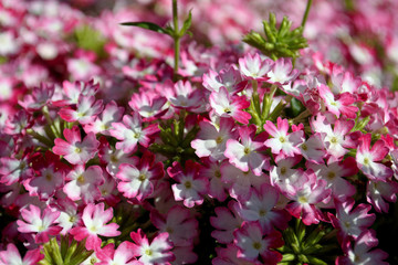 pink flowers in the garden