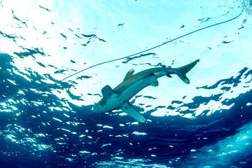 Obraz premium Oceanic whitetip shark, Carcharhinus longimanus