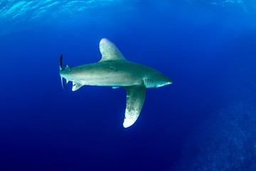 Obraz premium Oceanic whitetip shark, Carcharhinus longimanus