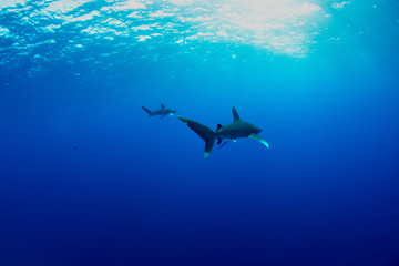 Obraz na płótnie Canvas Oceanic whitetip shark, Carcharhinus longimanus
