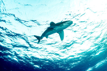 Oceanic whitetip shark, Carcharhinus longimanus