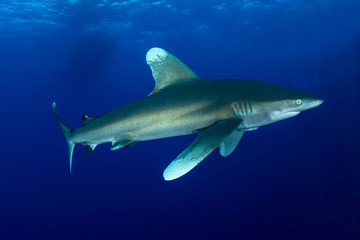 Oceanic whitetip shark, Carcharhinus longimanus