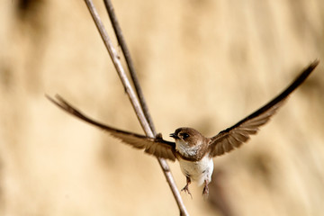 Sand martin from the Drava River, Croatia
