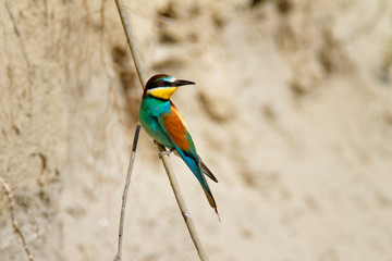 The European bee-eater from the Drava River