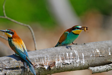 The European bee-eater from the Drava River