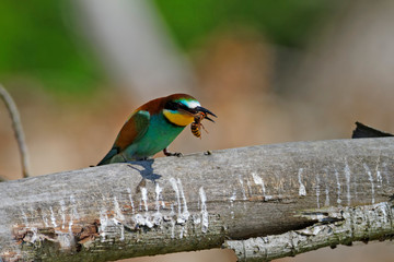 Nuptial food gift  in the European bee-eater from the Drava River