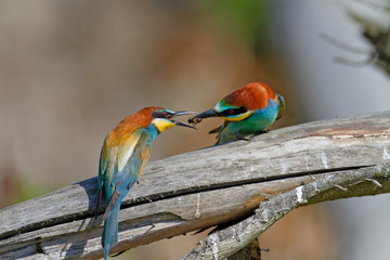 Nuptial food gift  in the European bee-eater from the Drava River