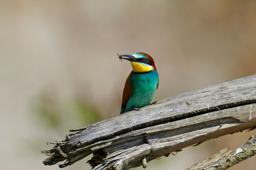 Nuptial food gift  in the European bee-eater from the Drava River