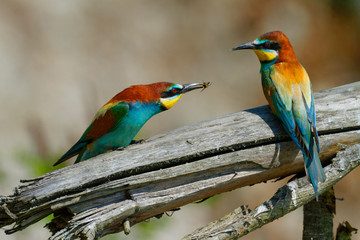 Nuptial food gift  in the European bee-eater from the Drava River