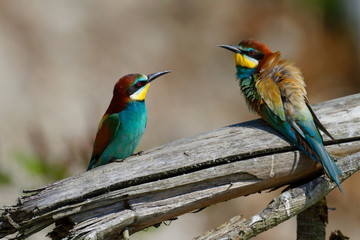 Nuptial food gift  in the European bee-eater from the Drava River