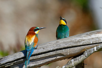 Nuptial food gift  in the European bee-eater from the Drava River