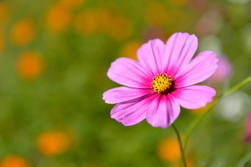 Obraz premium コスモス