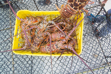 Lobster season CARIBEAN  freshly caught spiny lobster during the regular season for harvesting LOS...