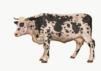 vache laitière, normande, animal, tacheté, ferme, noir et blanc, bétail, gazon, agriculture, champ, mollet, lait, prairie, exploitation laitière, noir, alpage, boeuf, bétail, vache laitière, isolé, de