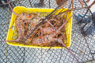 Lobster season CARIBEAN  freshly caught spiny lobster during the regular season for harvesting LOS ROQUES  lobster in VENEZUELA.