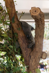 Koala portrait in a tree
