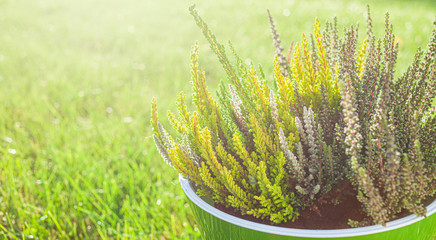 A bunch of freshly cut heather in a pot..